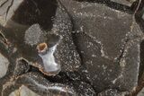 Polished Septarian Geode Heart - Black Crystals #205481-2
